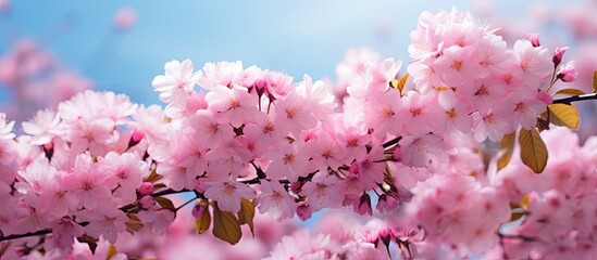 Tree Branches Covered in Pink Blossoms