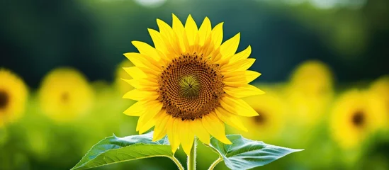  Vibrant Sunflower Stands Tall in Lush Meadow under Clear Blue Sky on a Sunny Day © Ilgun