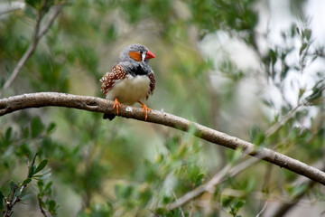 the male zebra finch has a grey body with a white under belly with a black and white tail. It has orange cheeks and black stripe on its face