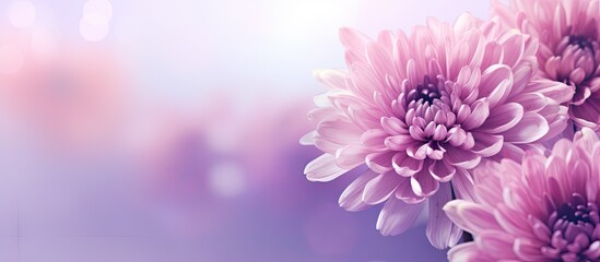 Pink flowers on a purple surface