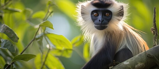 Curious Monkey Observing Surroundings While Perched on Leafy Tree Branch