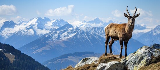 Majestic Mountain Goat Perched on Weathered Rocky Ridge in Vast Wilderness Habitat - obrazy, fototapety, plakaty