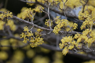 サンシュユの黄色い花