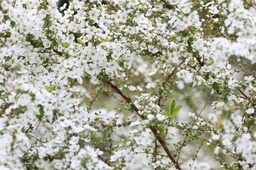 開花した沢山の白いユキヤナギの花