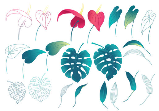 Monstera and anthurium leaves and flowers with outline and gradient style isolated on white background. Tropical vines and flowers for card, seamless pattern or other use. Vector illustration. Set.