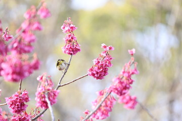 開花したピンク色のカンヒザクラの花の蜜を吸うメジロ