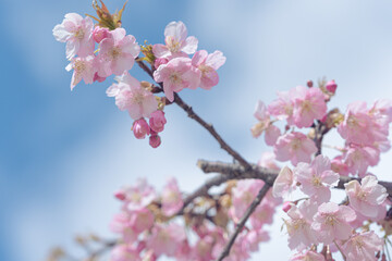 日本の春、河津桜と青空