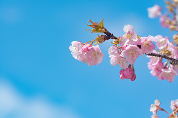 日本の春、青空に映える河津桜