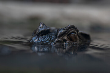 A crocodile sticking its eyes out of the water and looking around