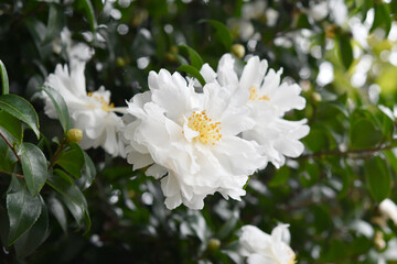 白色の花　山茶花