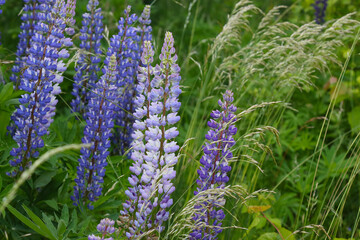 Flowering lupine in the field.