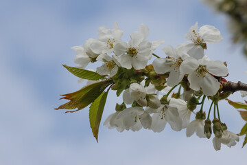 Flowering cherry tree.