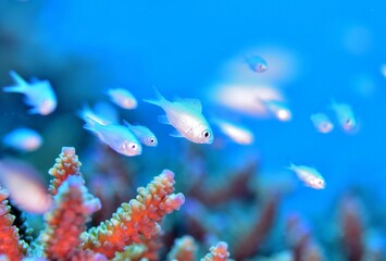 珊瑚礁に暮らすデバスズメダイ　久米島