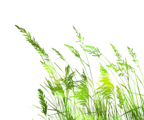 Meadow. Grass silhouette. hand drawing. Not AI, Vector illustration