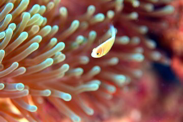 ハナビラクマノミ幼魚　久米島