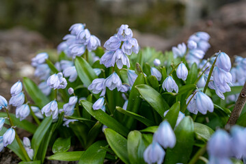 Scilla mischtschenkoana early spring flowers. Misczenko squill, early squill or white squill in...