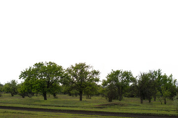 Green Trees on Isolated Background in Overcast Weather