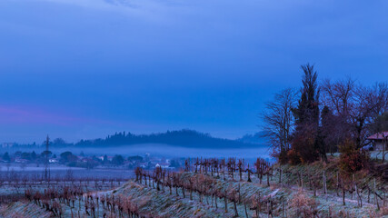 Cold misty morning in the vineyards of Italy - obrazy, fototapety, plakaty
