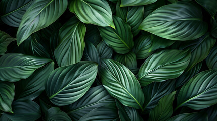 Abstract Nature Green leaves background. Concept of ecology and healthy environment.