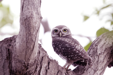The Spotted owlet on the tree