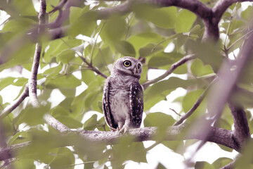 The Spotted owlet on the tree