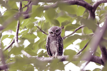 The Spotted owlet on the tree