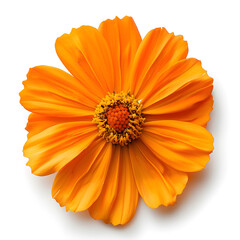 An isolated orange flower on a white background, perfect for decoration or botanical-themed designs.