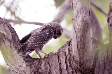 The Spotted owlet on the tree