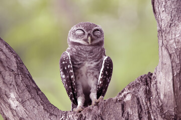 The Spotted owlet on the tree