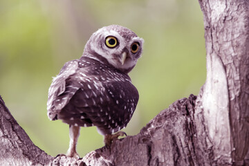 The Spotted owlet on the tree
