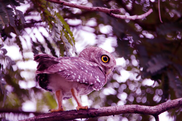 The Spotted owlet on the tree