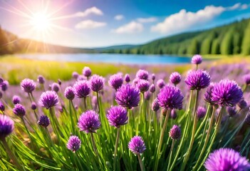 Landscape with purple chives flowers. Summer sunny day with sun, blue sky and colorful nature...