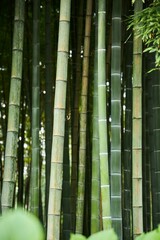 Bamboo thickets. Forests and heat-loving plants of our planet