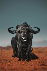  buffalo
