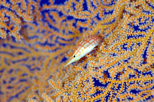 クダゴンベとイソバナ　久米島