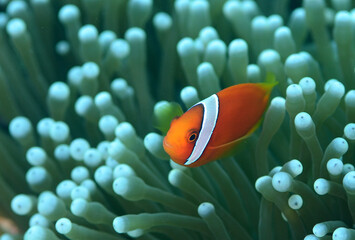 クマノミとイソギンチャク　久米島