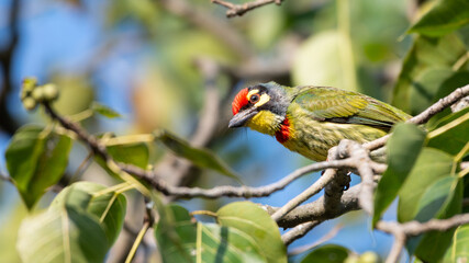 The coppersmith barbet or crimson-breasted barbet, Bangladesh