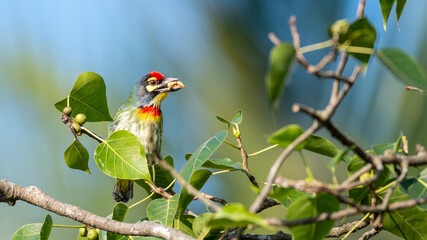 The coppersmith barbet or crimson-breasted barbet, Bangladesh