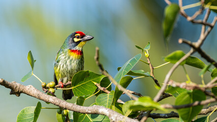 The coppersmith barbet or crimson-breasted barbet, Bangladesh