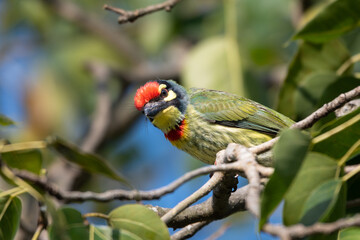 The coppersmith barbet or crimson-breasted barbet, Bangladesh