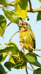 The coppersmith barbet or crimson-breasted barbet, Bangladesh