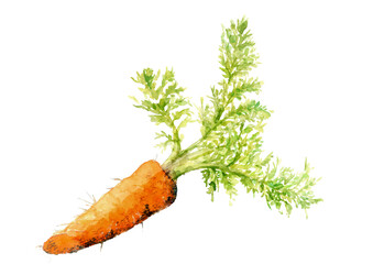 水彩で描いた掘り立ての葉付き人参のイラスト【手描き】白バック 透過背景 コピースペースあり
