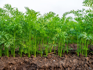 Vibrant green carrot tops sprout in fertile soil against a clear sky