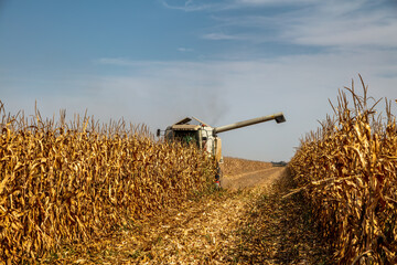 Modern combine harvester in action on corn field