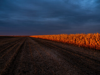 Fototapeta na wymiar Sunset illuminates a path through a dry cornfield under a vast, dusky sky