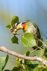 The coppersmith barbet or crimson-breasted barbet, Bangladesh