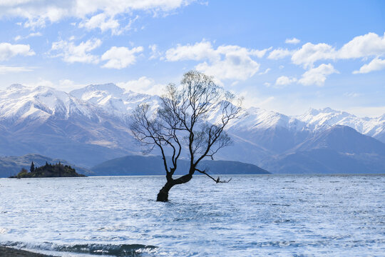 That Wanaka Tree or That Wanaka Willow set against snow covered mountains backdrop, with a bird perched atop its branch. Moody pic that shows the tree just after the winter season in New Zealand.  