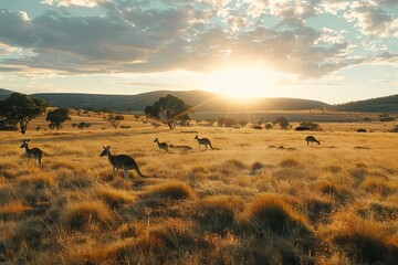 Kangaroos on the Grassland - obrazy, fototapety, plakaty