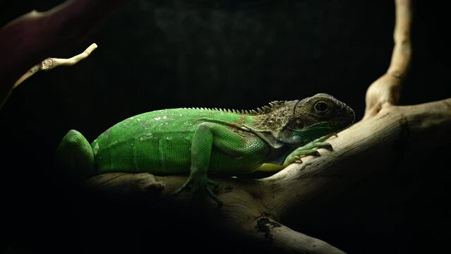 green lizard on a black background