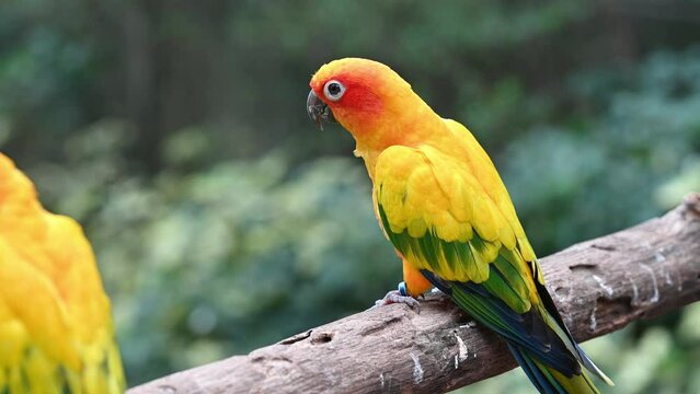 4k red and yellow macaw